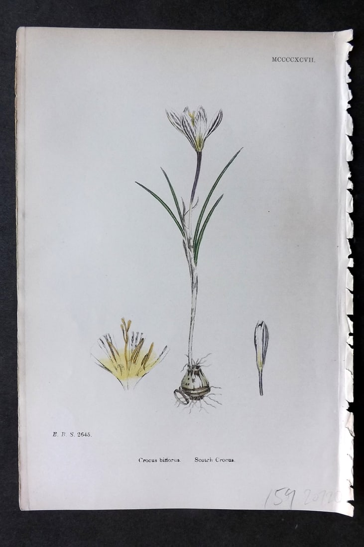 Sowerby, James 1869 Hand Col Botanical Print. Scotch Crocus 1497: Hand Colored Lithograph Published 1863-86, London for "English Botany" by John & James Sowerby. Paper Size: 10 x 7 inch (25 x 18cm) Good Condition