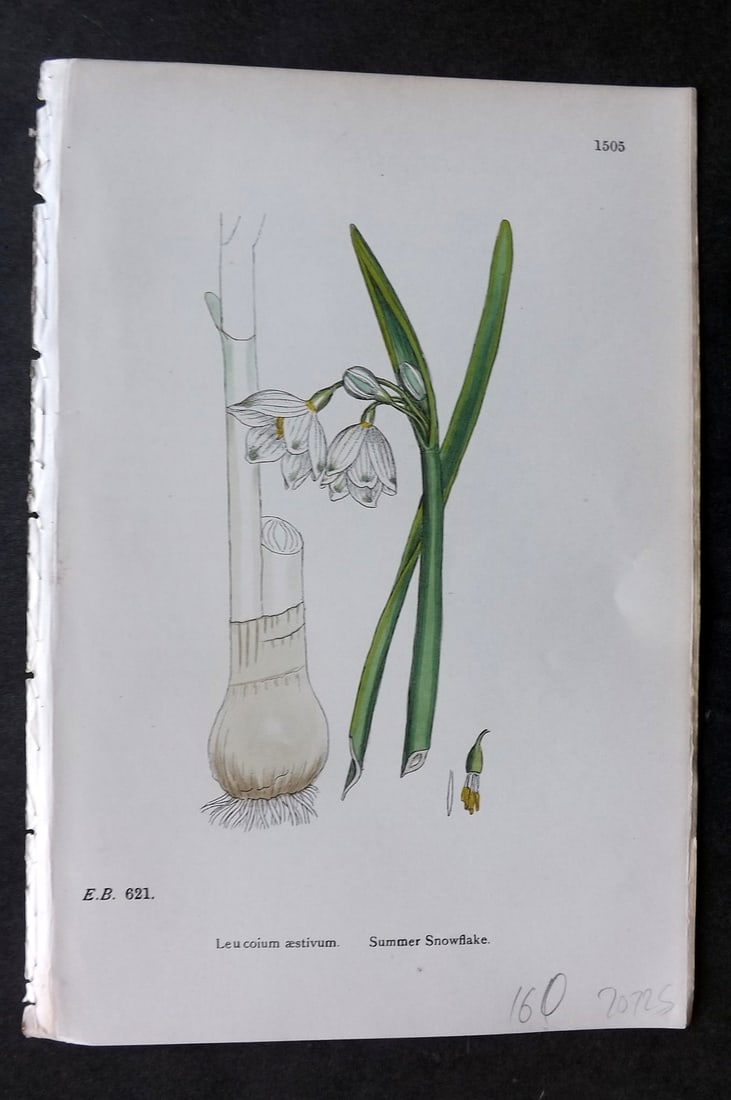 Sowerby, James 1869 Hand Col Botanical Print. Summer Snowflake 1505: Hand Colored Lithograph Published 1863-86, London for "English Botany" by John & James Sowerby. Paper Size: 10 x 7 inch (25 x 18cm) Good Condition