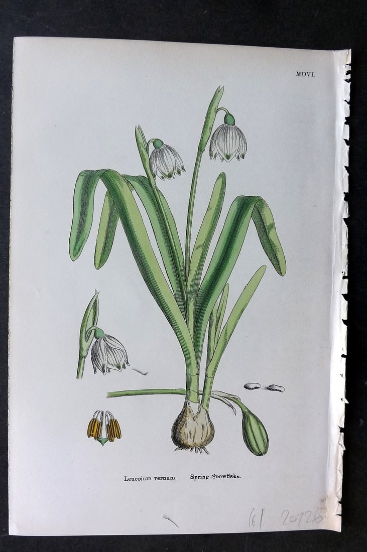 Sowerby, James 1869 Hand Col Botanical Print. Spring Snowflake 1506: Hand Colored Lithograph Published 1863-86, London for "English Botany" by John & James Sowerby. Paper Size: 10 x 7 inch (25 x 18cm) Good Condition