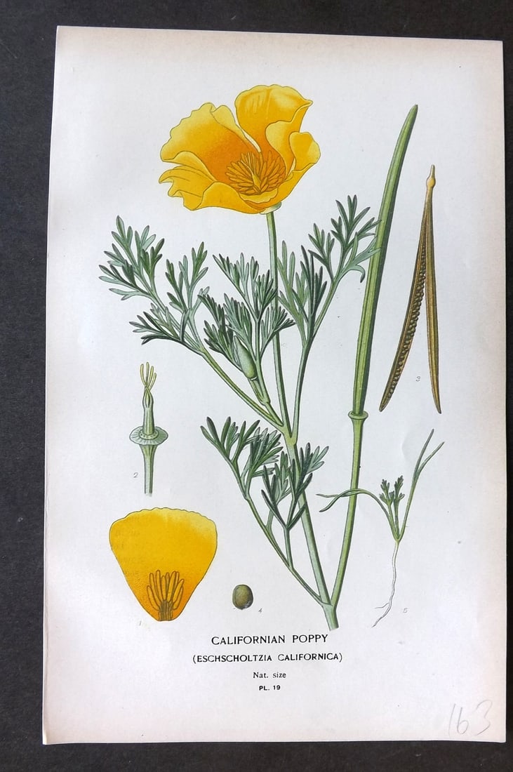 Step, Edward 1897 Botanical Print. Californian Poppy 19: Chromolithographs Published 1896-97 by Frederick Warne & Co., London for "Favourite Flowers of Garden and Greenhouse" by Edward Step and William Watson. Paper Size: 9.5 x 6 inch (24 x 15cm) Good Condi