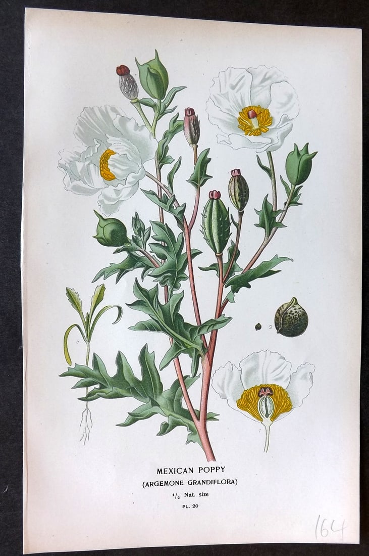 Step, Edward 1897 Botanical Print. Mexican Poppy 20: Chromolithographs Published 1896-97 by Frederick Warne & Co., London for "Favourite Flowers of Garden and Greenhouse" by Edward Step and William Watson. Paper Size: 9.5 x 6 inch (24 x 15cm) Good Condi