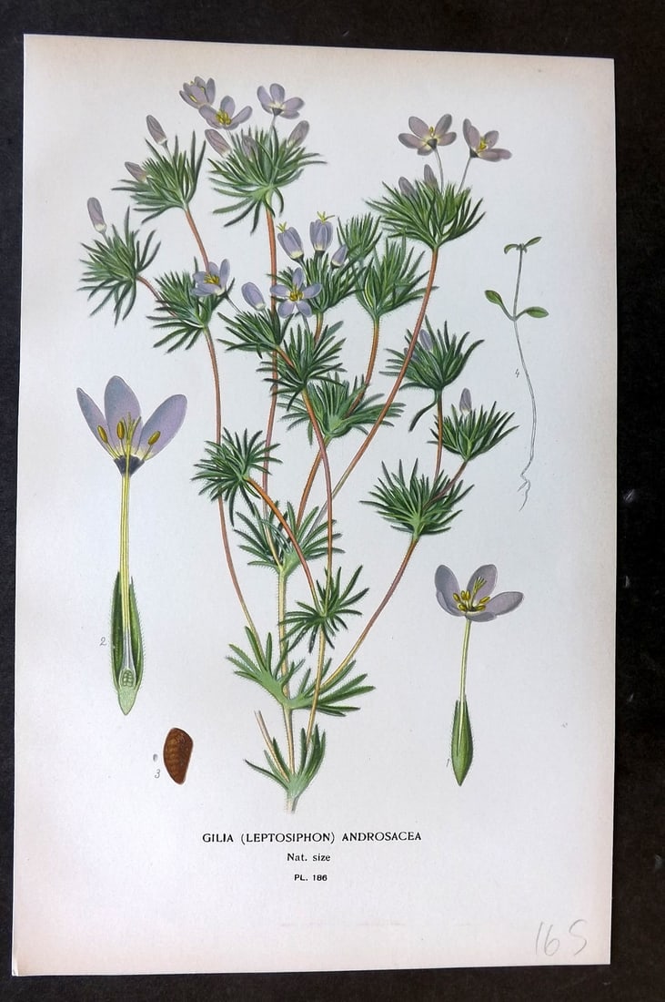 Step, Edward 1897 Botanical Print. Gilia (Leptosiphon) Androsacea 186: Chromolithographs Published 1896-97 by Frederick Warne & Co., London for "Favourite Flowers of Garden and Greenhouse" by Edward Step and William Watson. Paper Size: 9.5 x 6 inch (24 x 15cm) Good Condi