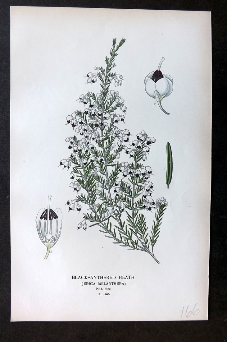 Step, Edward 1897 Botanical Print. Black-Anthered Heath 165: Chromolithographs Published 1896-97 by Frederick Warne & Co., London for "Favourite Flowers of Garden and Greenhouse" by Edward Step and William Watson. Paper Size: 9.5 x 6 inch (24 x 15cm) Good Condi