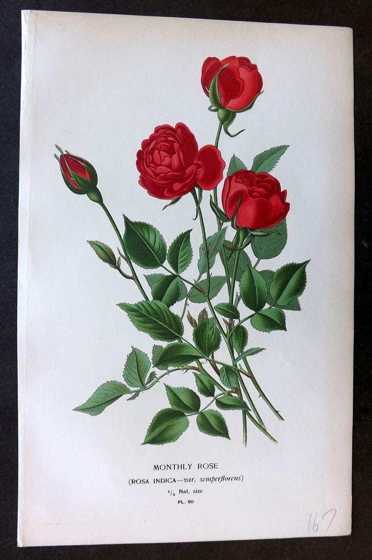Step, Edward 1897 Botanical Print. Monthly Rose 80: Chromolithographs Published 1896-97 by Frederick Warne & Co., London for "Favourite Flowers of Garden and Greenhouse" by Edward Step and William Watson. Paper Size: 9.5 x 6 inch (24 x 15cm) Good Condi