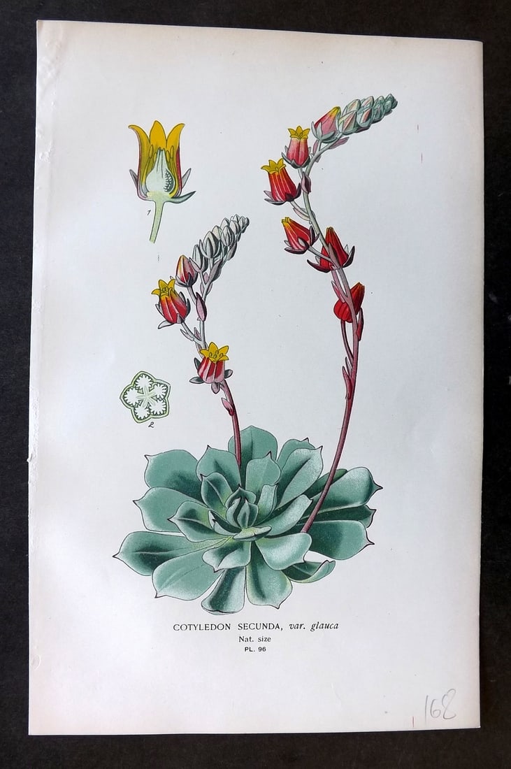 Step, Edward 1897 Botanical Print. Cotyledon Secunda 96: Chromolithographs Published 1896-97 by Frederick Warne & Co., London for "Favourite Flowers of Garden and Greenhouse" by Edward Step and William Watson. Paper Size: 9.5 x 6 inch (24 x 15cm) Good Condi