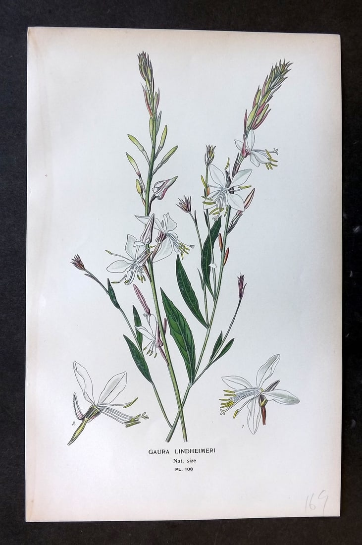Step, Edward 1897 Botanical Print. Gaura Lindheimeri 108: Chromolithographs Published 1896-97 by Frederick Warne & Co., London for "Favourite Flowers of Garden and Greenhouse" by Edward Step and William Watson. Paper Size: 9.5 x 6 inch (24 x 15cm) Good Condi