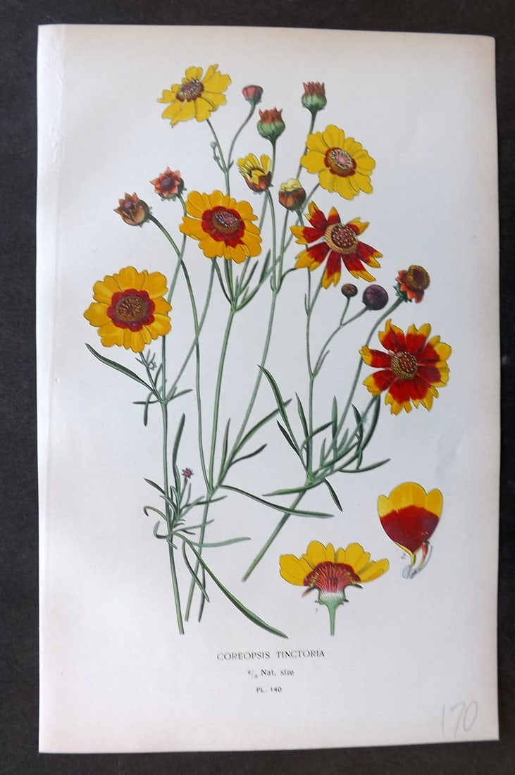 Step, Edward 1897 Botanical Print. Coreopsis Tinctoria 140: Chromolithographs Published 1896-97 by Frederick Warne & Co., London for "Favourite Flowers of Garden and Greenhouse" by Edward Step and William Watson. Paper Size: 9.5 x 6 inch (24 x 15cm) Good Condi