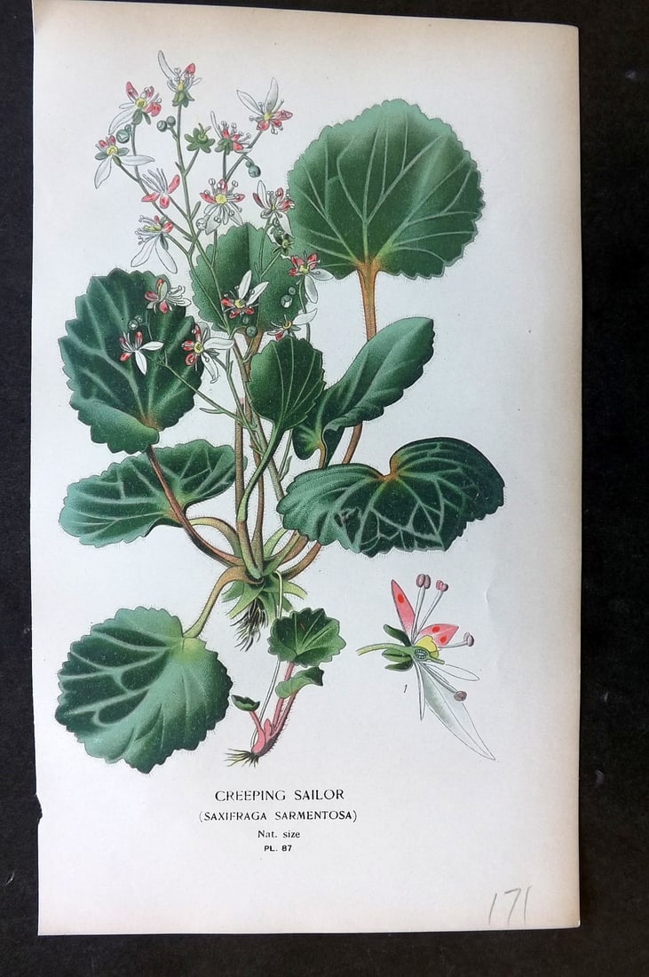 Step, Edward 1897 Botanical Print. Creeping Sailor 87: Chromolithographs Published 1896-97 by Frederick Warne & Co., London for "Favourite Flowers of Garden and Greenhouse" by Edward Step and William Watson. Paper Size: 9.5 x 6 inch (24 x 15cm) Good Condi