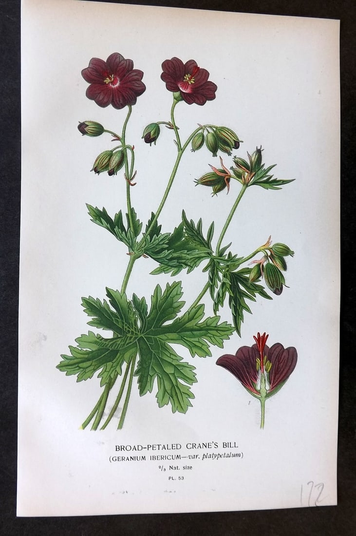 Step, Edward 1897 Botanical Print. Broad-Petaled Crane's Bill 53: Chromolithographs Published 1896-97 by Frederick Warne & Co., London for "Favourite Flowers of Garden and Greenhouse" by Edward Step and William Watson. Paper Size: 9.5 x 6 inch (24 x 15cm) Good Condi
