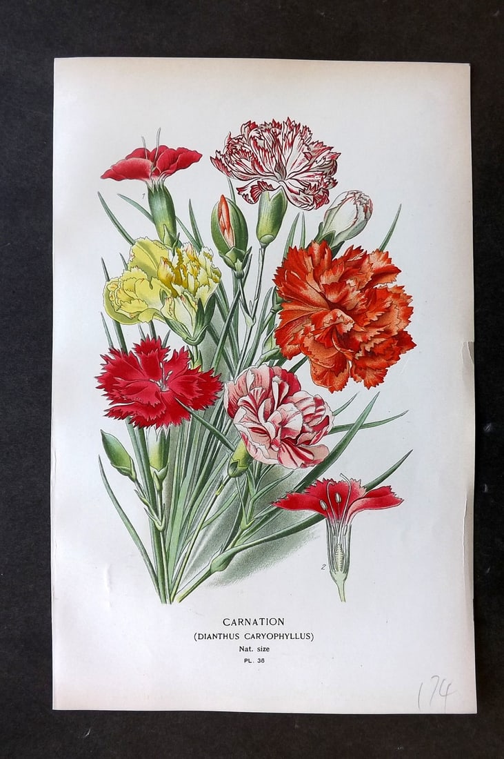 Step, Edward 1897 Botanical Print. Carntion 36: Chromolithographs Published 1896-97 by Frederick Warne & Co., London for "Favourite Flowers of Garden and Greenhouse" by Edward Step and William Watson. Paper Size: 9.5 x 6 inch (24 x 15cm) Good Condi