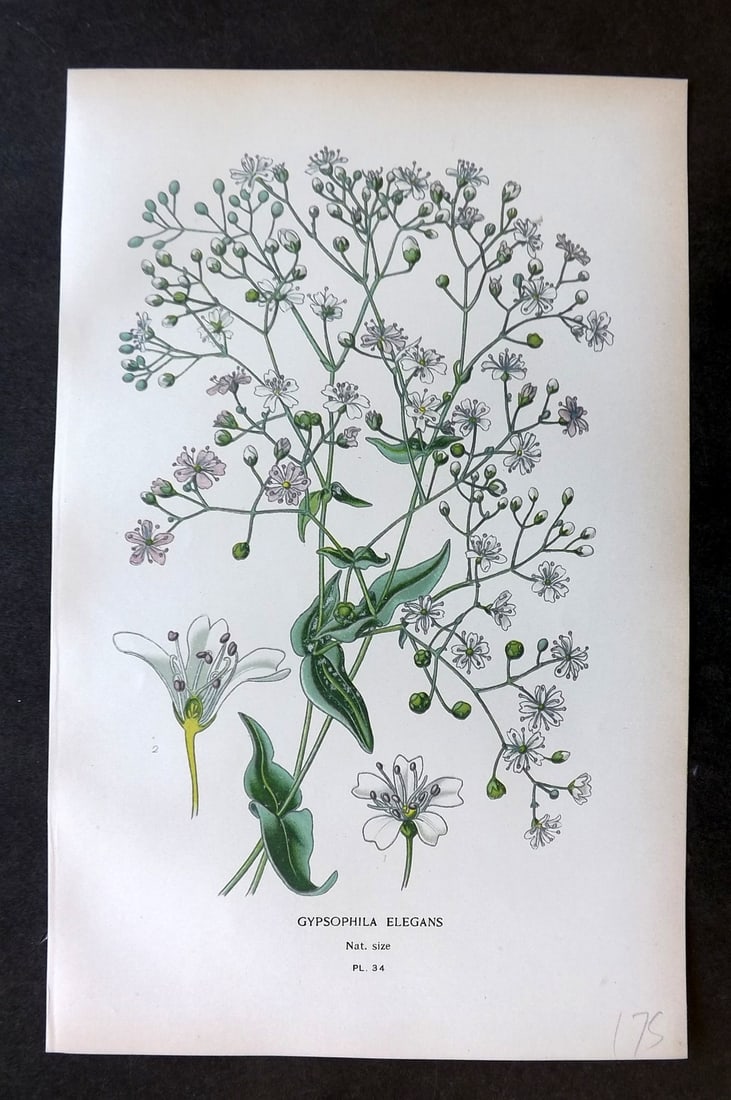Step, Edward 1897 Botanical Print. Gypsophila Elegans 34: Chromolithographs Published 1896-97 by Frederick Warne & Co., London for "Favourite Flowers of Garden and Greenhouse" by Edward Step and William Watson. Paper Size: 9.5 x 6 inch (24 x 15cm) Good Condi