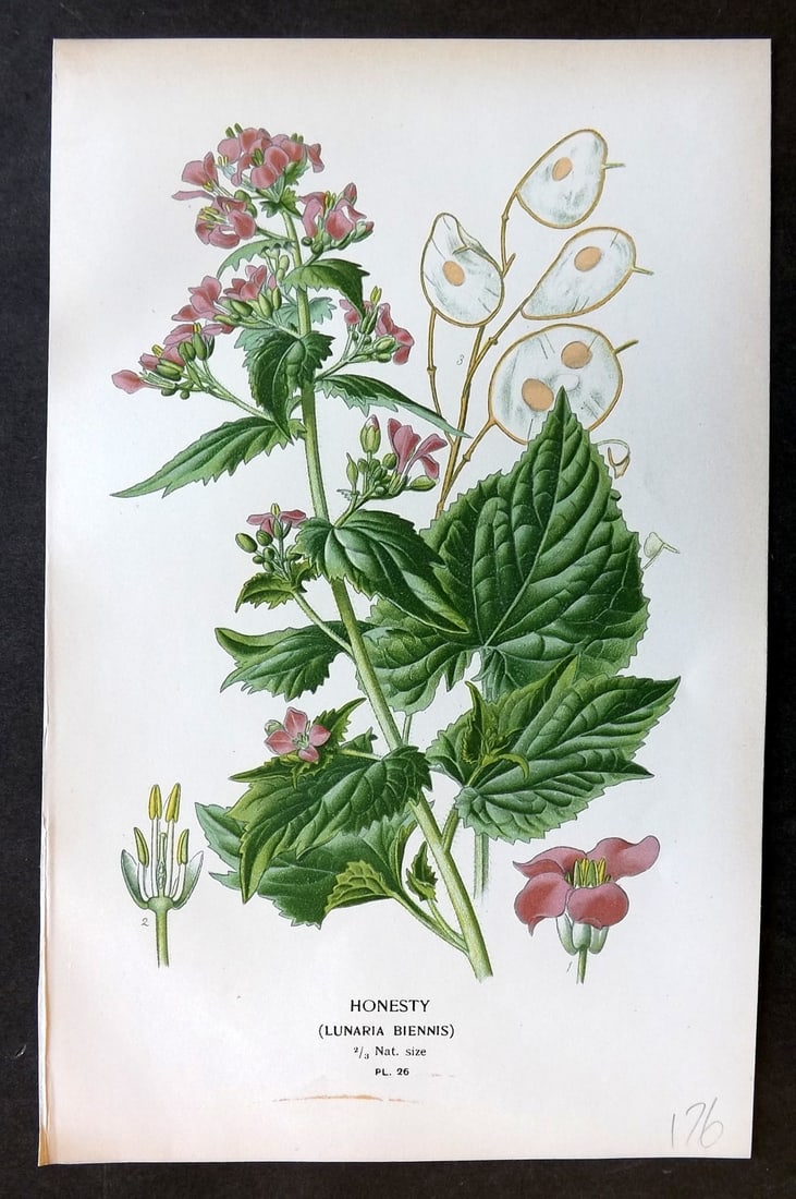 Step, Edward 1897 Botanical Print. Honesty 26: Chromolithographs Published 1896-97 by Frederick Warne & Co., London for "Favourite Flowers of Garden and Greenhouse" by Edward Step and William Watson. Paper Size: 9.5 x 6 inch (24 x 15cm) Good Condi