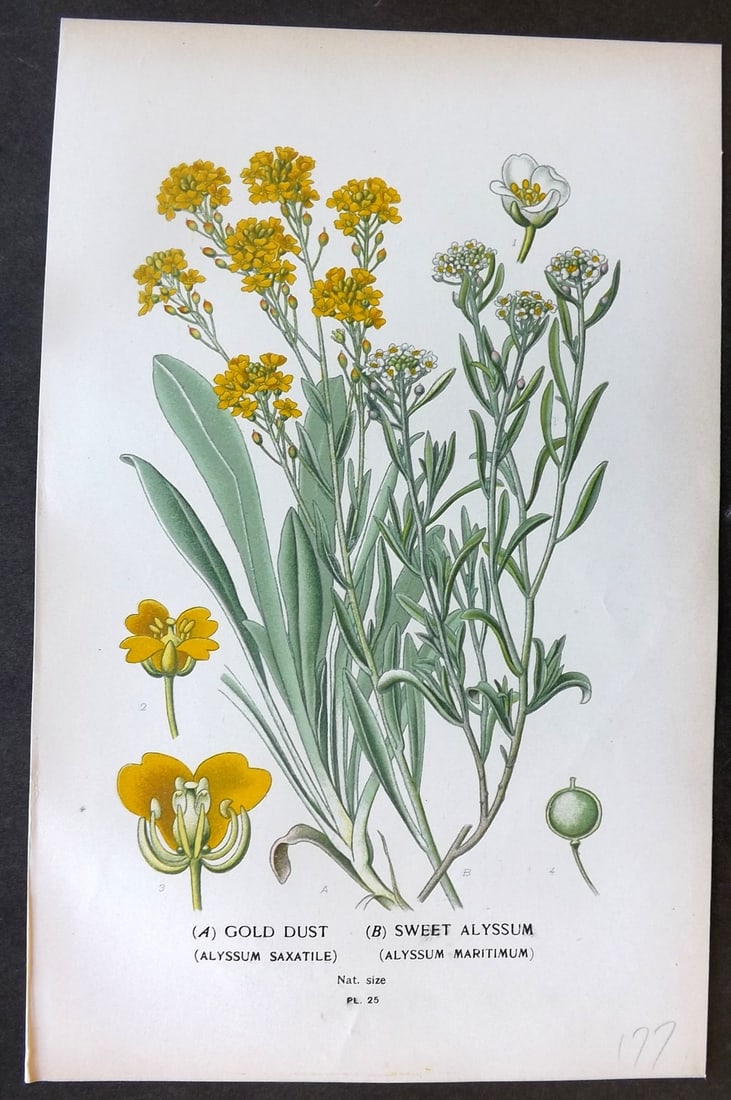 Step, Edward 1897 Botanical Print. Gold Dust. Sweet Alyssum 25: Chromolithographs Published 1896-97 by Frederick Warne & Co., London for "Favourite Flowers of Garden and Greenhouse" by Edward Step and William Watson. Paper Size: 9.5 x 6 inch (24 x 15cm) Good Condi