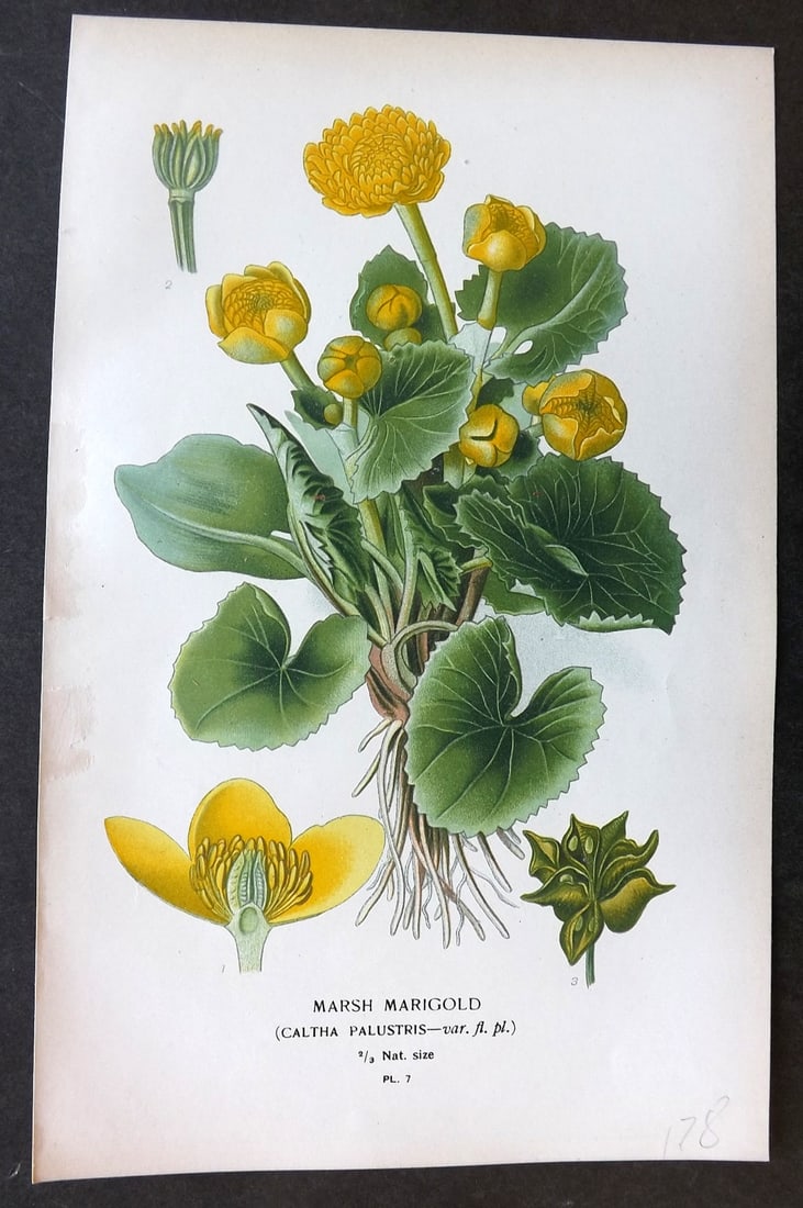 Step, Edward 1897 Botanical Print. Marsh Marigold 07: Chromolithographs Published 1896-97 by Frederick Warne & Co., London for "Favourite Flowers of Garden and Greenhouse" by Edward Step and William Watson. Paper Size: 9.5 x 6 inch (24 x 15cm) Good Condi