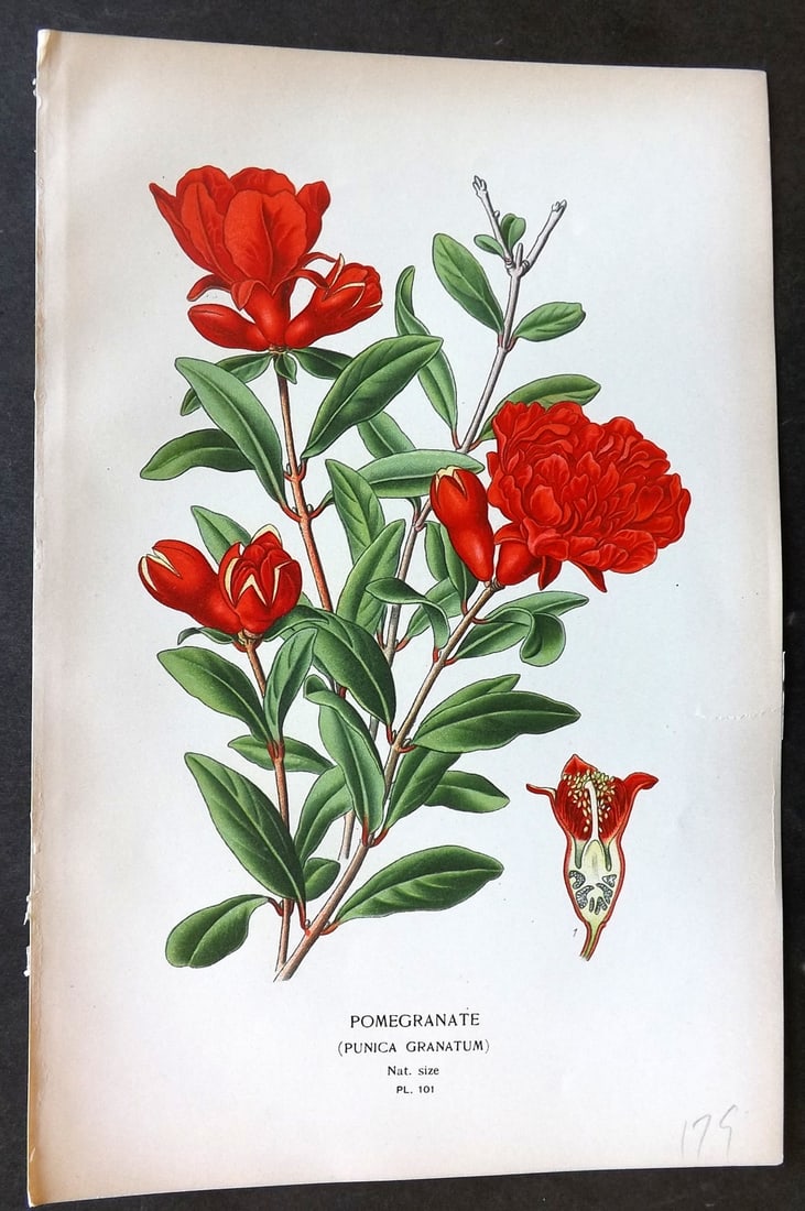 Step, Edward 1897 Botanical Print. Pomegranate 101: Chromolithographs Published 1896-97 by Frederick Warne & Co., London for "Favourite Flowers of Garden and Greenhouse" by Edward Step and William Watson. Paper Size: 9.5 x 6 inch (24 x 15cm) Small clos