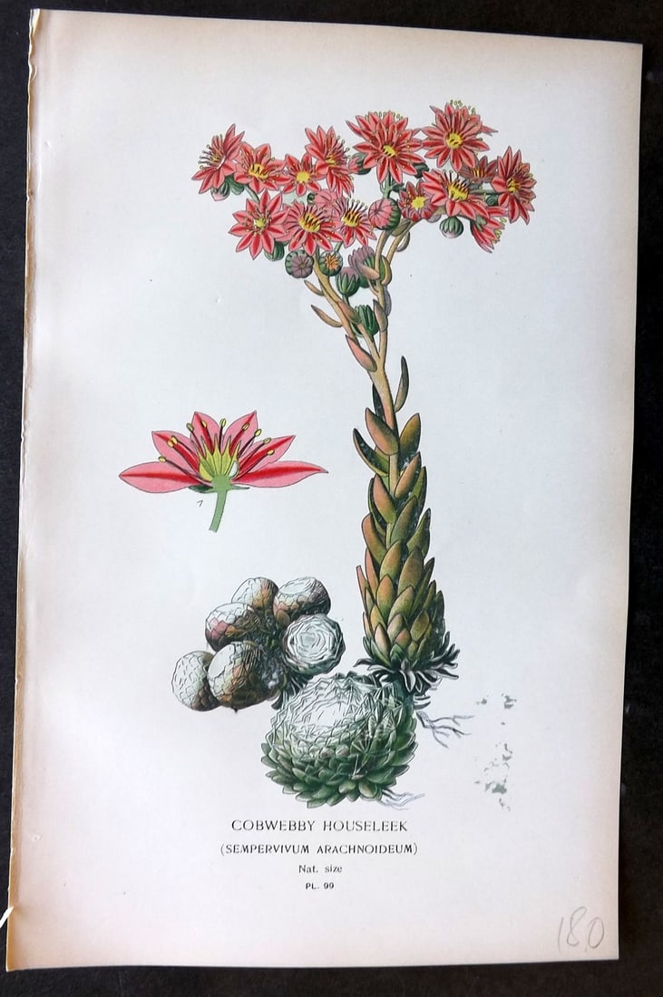 Step, Edward 1897 Botanical Print. Cobwebby Houseleek 99: Chromolithographs Published 1896-97 by Frederick Warne & Co., London for "Favourite Flowers of Garden and Greenhouse" by Edward Step and William Watson. Paper Size: 9.5 x 6 inch (24 x 15cm) Good Condi