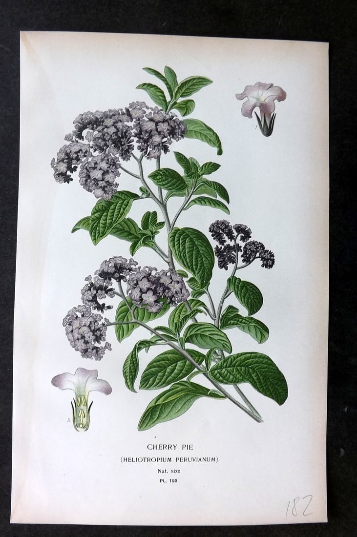 Step, Edward 1897 Botanical Print. Cherry Pie 192: Chromolithographs Published 1896-97 by Frederick Warne & Co., London for "Favourite Flowers of Garden and Greenhouse" by Edward Step and William Watson. Paper Size: 9.5 x 6 inch (24 x 15cm) Good Condi
