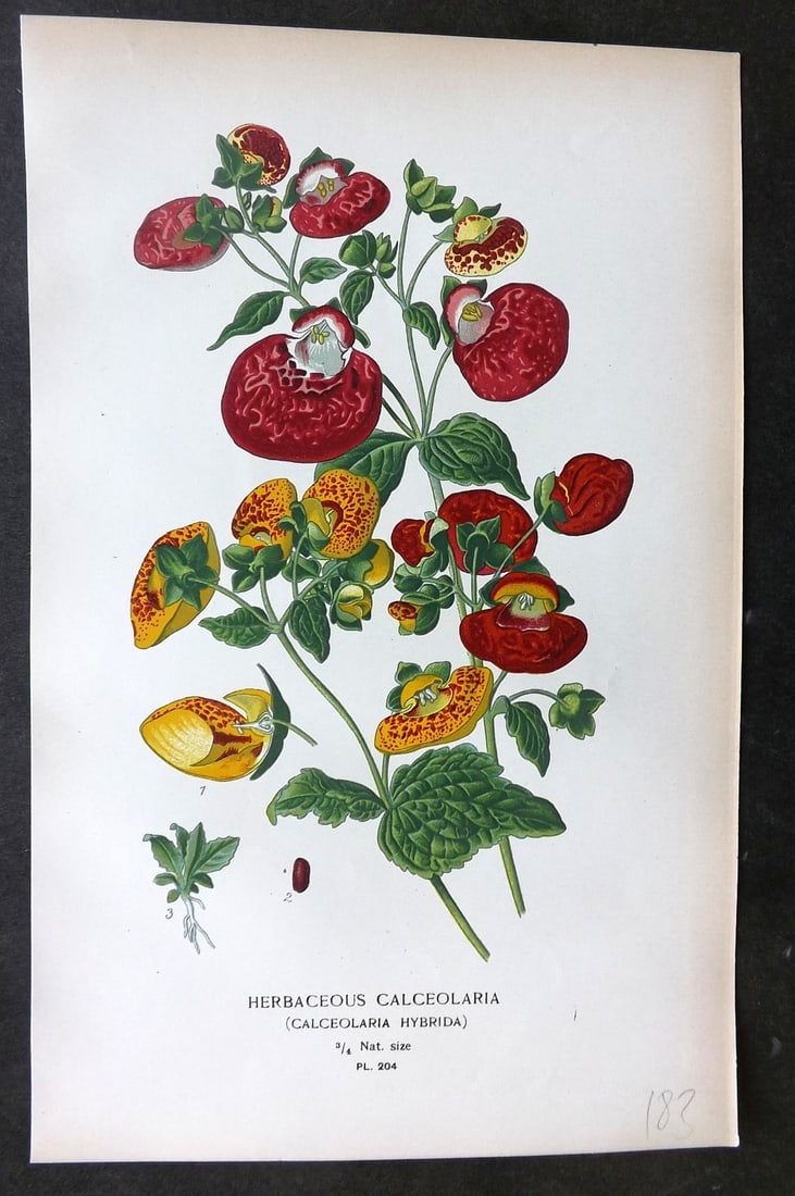 Step, Edward 1897 Botanical Print. Herbaceous Calceolaria 204: Chromolithographs Published 1896-97 by Frederick Warne & Co., London for "Favourite Flowers of Garden and Greenhouse" by Edward Step and William Watson. Paper Size: 9.5 x 6 inch (24 x 15cm) Good Condi