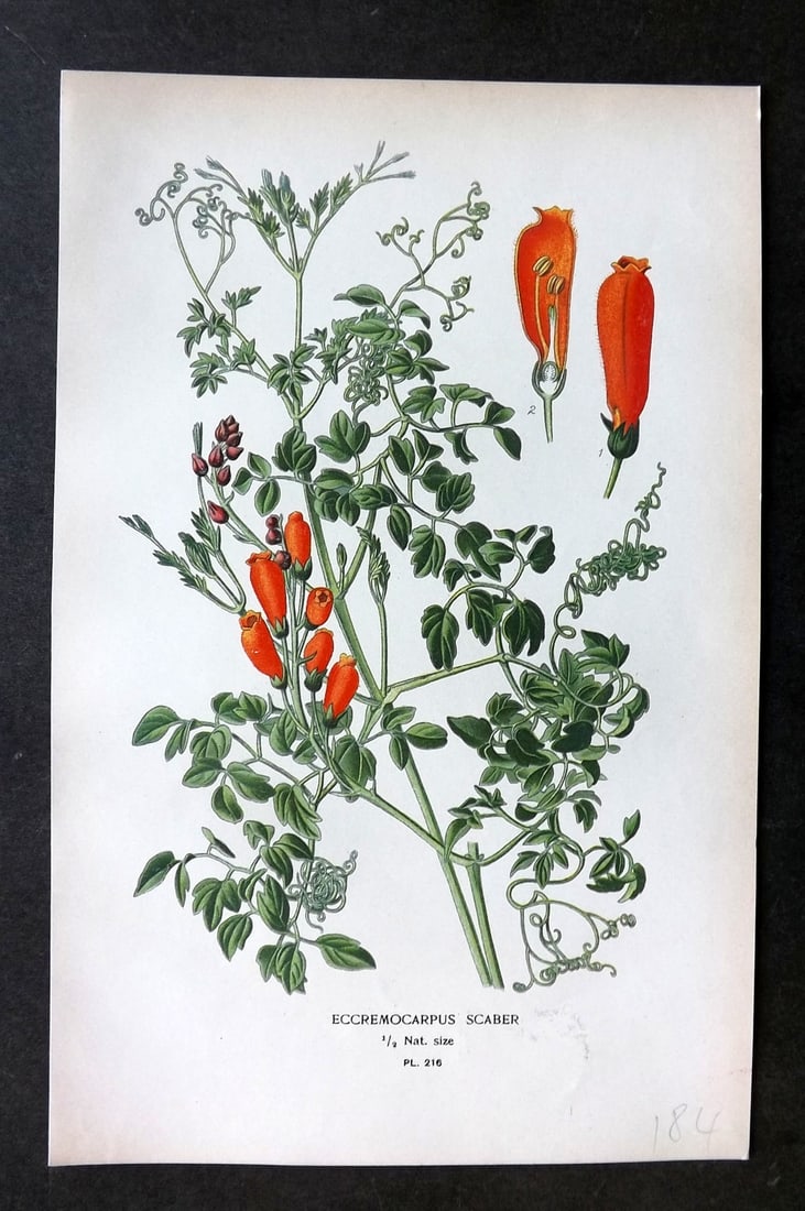 Step, Edward 1897 Botanical Print. Eccremocarpus Scaber 216: Chromolithographs Published 1896-97 by Frederick Warne & Co., London for "Favourite Flowers of Garden and Greenhouse" by Edward Step and William Watson. Paper Size: 9.5 x 6 inch (24 x 15cm) Good Condi