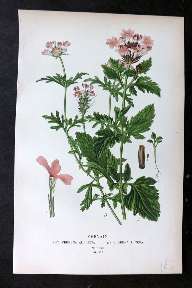 Step, Edward 1897 Botanical Print. Vervain 220: Chromolithographs Published 1896-97 by Frederick Warne & Co., London for "Favourite Flowers of Garden and Greenhouse" by Edward Step and William Watson. Paper Size: 9.5 x 6 inch (24 x 15cm) Good Condi