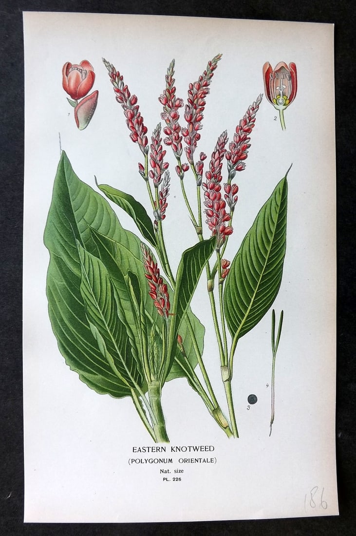 Step, Edward 1897 Botanical Print. Eastern Knotweed 226: Chromolithographs Published 1896-97 by Frederick Warne & Co., London for "Favourite Flowers of Garden and Greenhouse" by Edward Step and William Watson. Paper Size: 9.5 x 6 inch (24 x 15cm) Good Condi