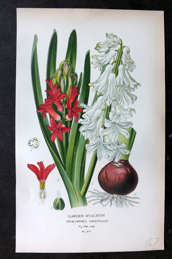 Step, Edward 1897 Botanical Print. Garden Hyacinth 277: Chromolithographs Published 1896-97 by Frederick Warne & Co., London for "Favourite Flowers of Garden and Greenhouse" by Edward Step and William Watson. Paper Size: 9.5 x 6 inch (24 x 15cm) Good Condi