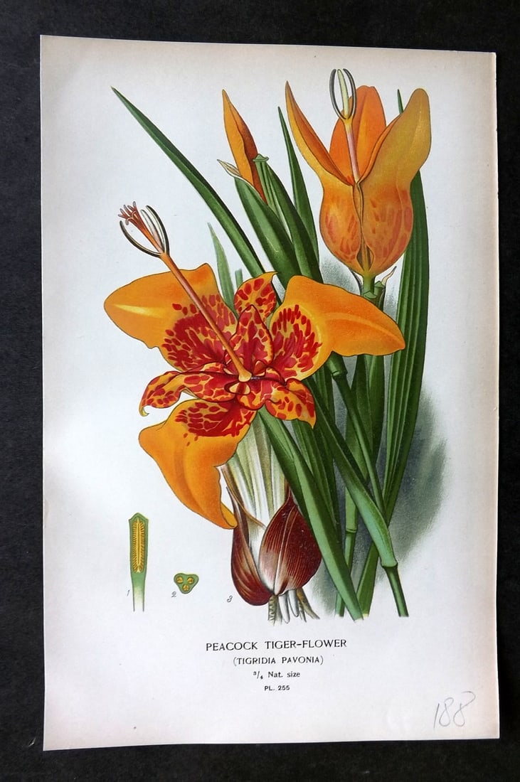 Step, Edward 1897 Botanical Print. Peacock Tiger Flower 255: Chromolithographs Published 1896-97 by Frederick Warne & Co., London for "Favourite Flowers of Garden and Greenhouse" by Edward Step and William Watson. Paper Size: 9.5 x 6 inch (24 x 15cm) Good Condi