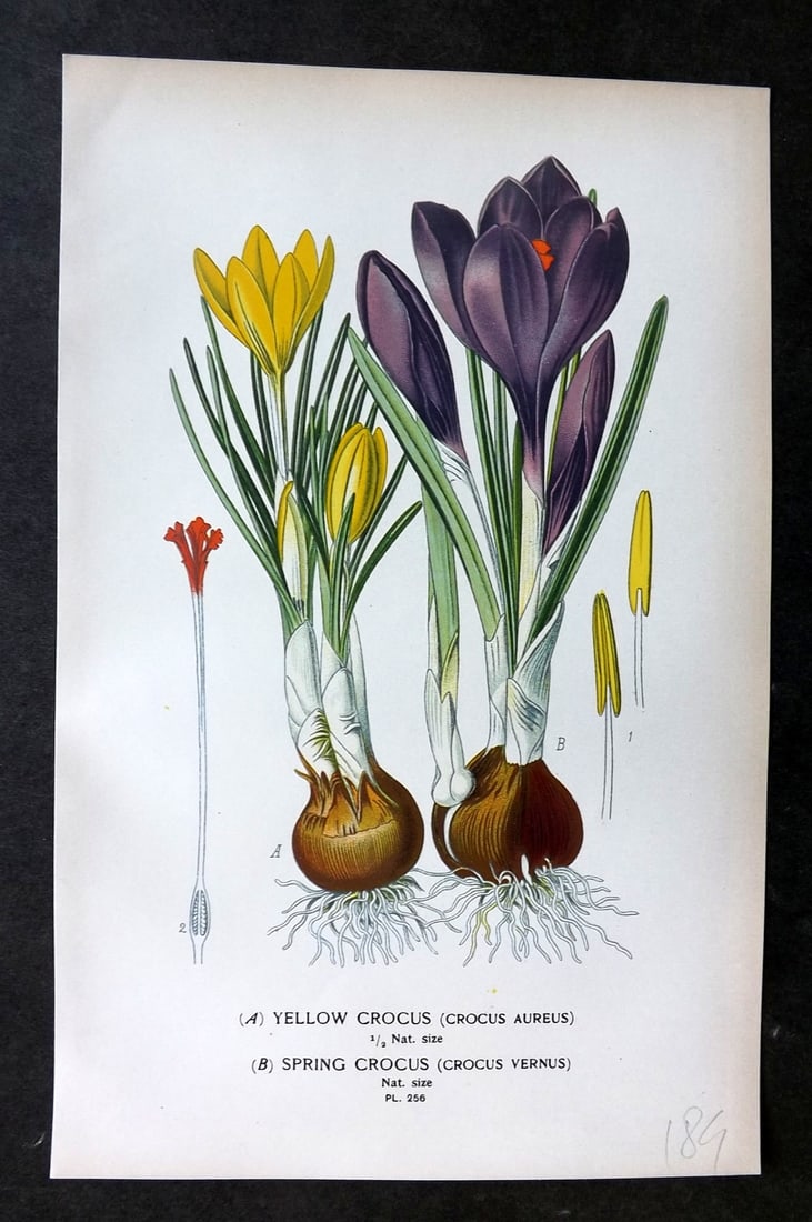 Step, Edward 1897 Botanical Print. Yellow & SprIng Crocus 256: Chromolithographs Published 1896-97 by Frederick Warne & Co., London for "Favourite Flowers of Garden and Greenhouse" by Edward Step and William Watson. Paper Size: 9.5 x 6 inch (24 x 15cm) Good Condi