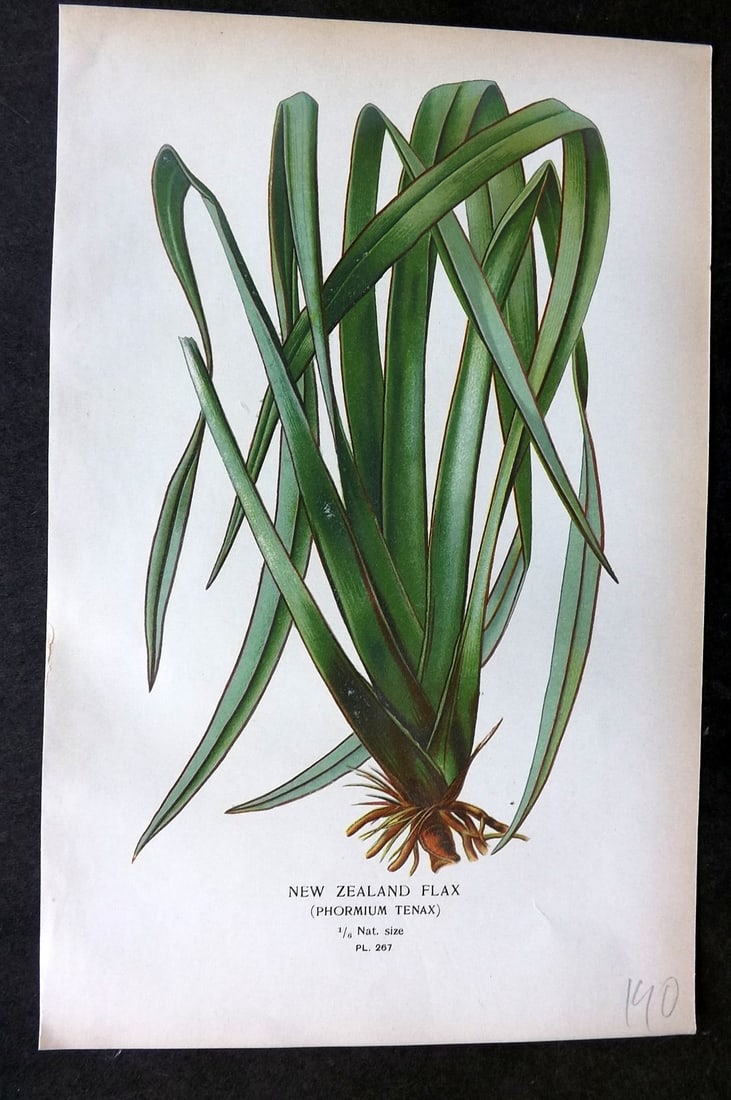 Step, Edward 1897 Botanical Print. New Zealand Flax 267: Chromolithographs Published 1896-97 by Frederick Warne & Co., London for "Favourite Flowers of Garden and Greenhouse" by Edward Step and William Watson. Paper Size: 9.5 x 6 inch (24 x 15cm) Good Condi