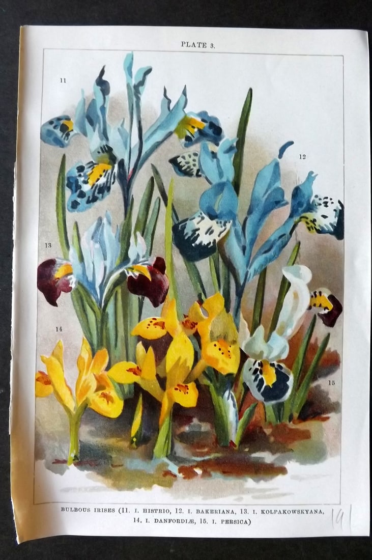 Weathers, John 1905 Botanical Print. Bulbous Irises 03 Iris: Chromolithograph Published 1905, London for "Beautiful Bulbous Plants for the Open Air" by John Weathers. Paper Size: 8 x 5.5 inch (20 x 14cm) Good Condition