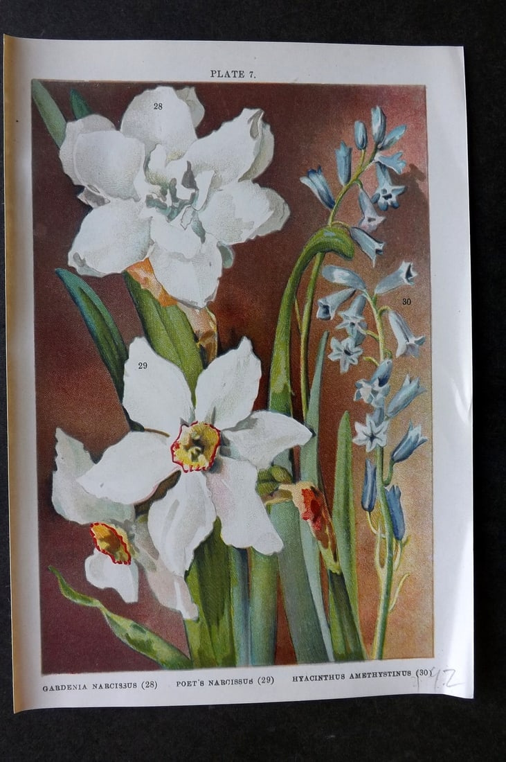 Weathers, John 1905 Botanical. Gardenia & Poets Narcissus, Hyacinthus Amethystinus 07: Chromolithograph Published 1905, London for "Beautiful Bulbous Plants for the Open Air" by John Weathers. Paper Size: 8 x 5.5 inch (20 x 14cm) Good Condition