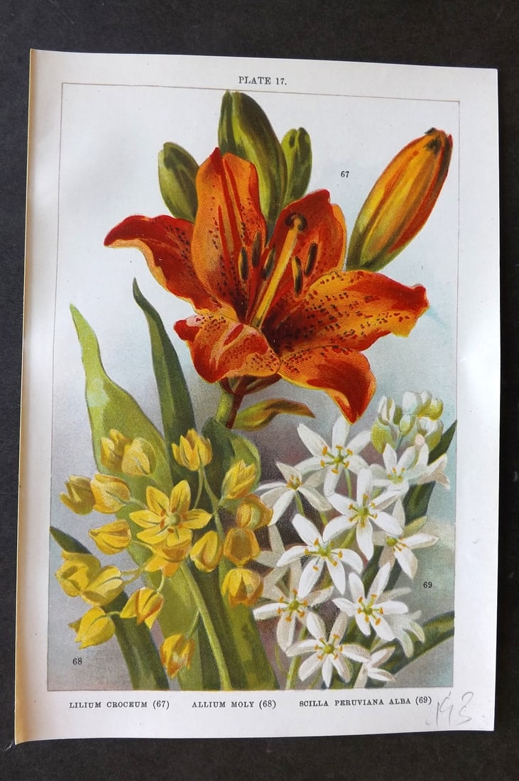 Weathers, John 1905 Botanical. Lilium Croceum, Allium Moly, Scilla Peruviana Alba 17: Chromolithograph Published 1905, London for "Beautiful Bulbous Plants for the Open Air" by John Weathers. Paper Size: 8 x 5.5 inch (20 x 14cm) Good Condition