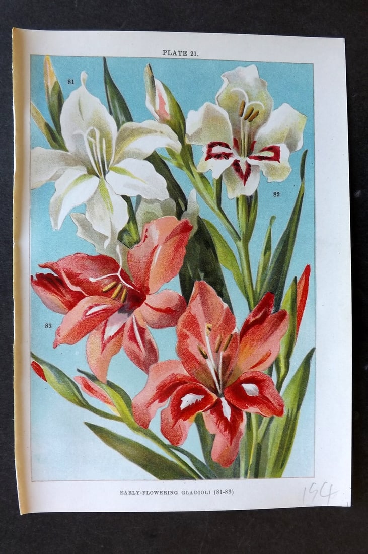 Weathers, John 1905 Botanical Print. Early Flowering Gladioli Gladiolus 21: Chromolithograph Published 1905, London for "Beautiful Bulbous Plants for the Open Air" by John Weathers. Paper Size: 8 x 5.5 inch (20 x 14cm) Good Condition