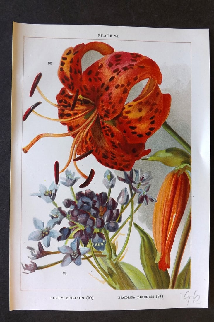 Weathers, John 1905 Botanical Print. Lilium Tgrinum & Brodiaea Bridgesi 24 Tiger Lily: Chromolithograph Published 1905, London for "Beautiful Bulbous Plants for the Open Air" by John Weathers. Paper Size: 8 x 5.5 inch (20 x 14cm) Good Condition