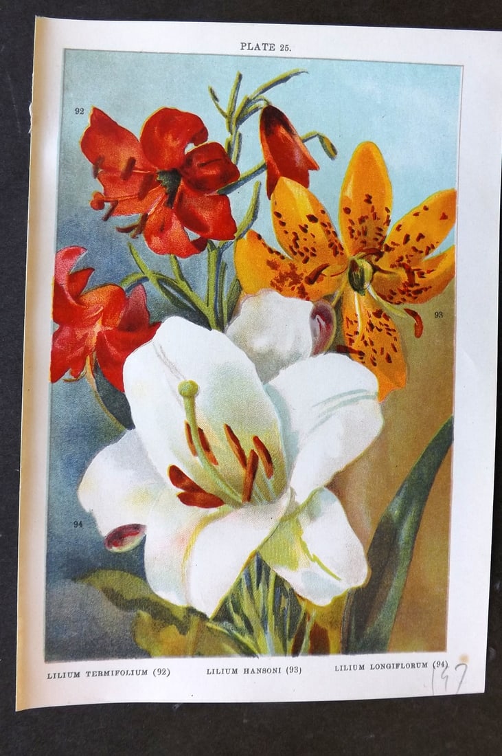 Weathers, John 1905 Botanical Print. Lilium Termifolium, Hansoni, Longiflorum 25: Chromolithograph Published 1905, London for "Beautiful Bulbous Plants for the Open Air" by John Weathers. Paper Size: 8 x 5.5 inch (20 x 14cm) Good Condition