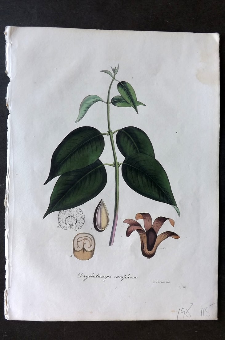 Woodville, William 1832 Hand Col Botanical Print. Dryobalanops Camphora: Hand Colored Etching Published 1832, London for "Medical Botany" Third Edition by William Woodville. Paper Size: 10 x 7.5 inch (25 x 19cm) Minor toning in right margin. Good Condition