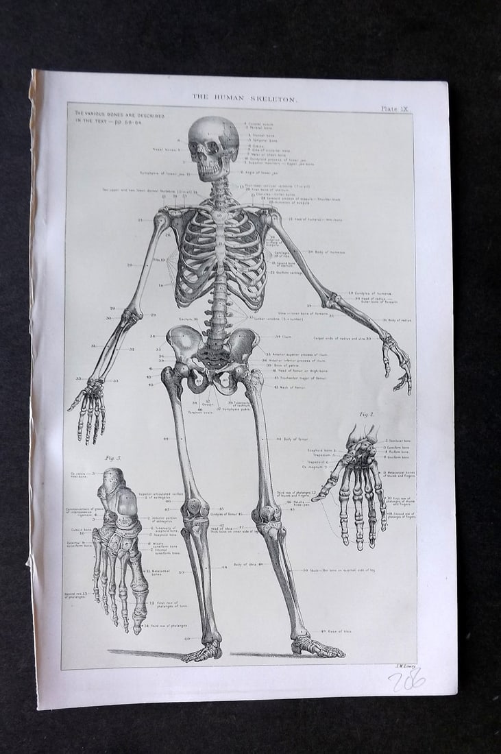 Robertson, J. McGregor 1893 Anatomy Print. The Human Skeleton: Lithograph Published 1907, London for "The Household Physician" by J. McGregor Robertson. Paper Size: 9.5 x 6 inch (24 x 16cm) Good Condition