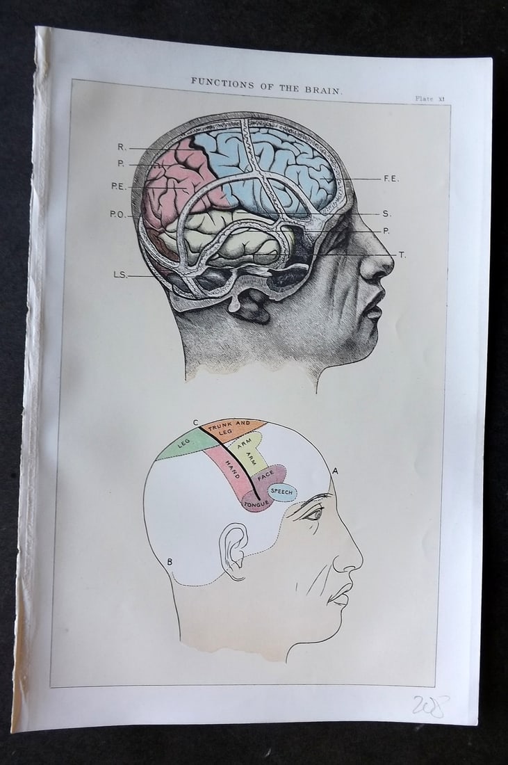 Robertson, J. McGregor 1893 Anatomy Print. Functions of the Brain: Lithograph Published 1907, London for "The Household Physician" by J. McGregor Robertson. Paper Size: 9.5 x 6 inch (24 x 16cm) Good Condition