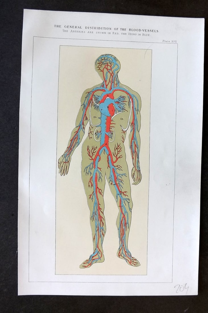 Robertson, J. McGregor 1893 Anatomy Print. Distribution of the Blood-Vessels: Lithograph Published 1907, London for "The Household Physician" by J. McGregor Robertson. Paper Size: 9.5 x 6 inch (24 x 16cm) Good Condition