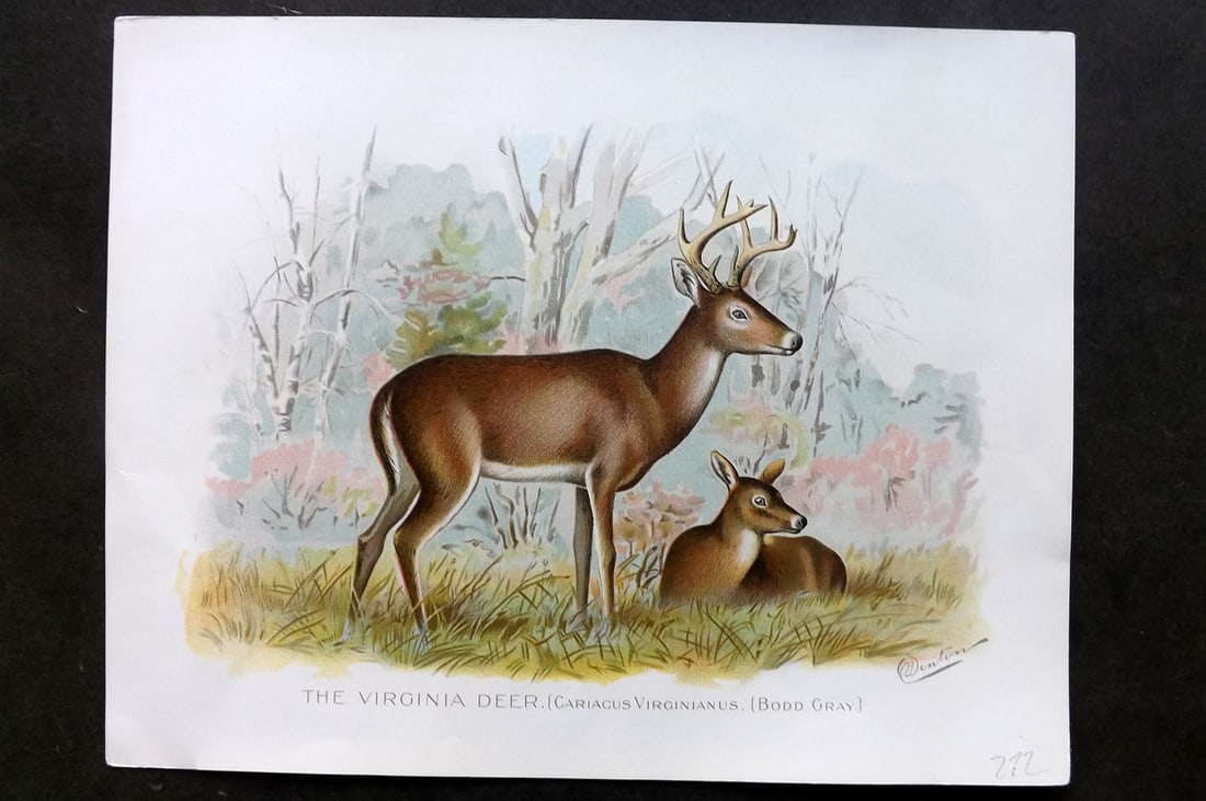 Denton, Sherman 1902 Folio Print. Virginian Deer: Chromolithograph Published 1902, Albany for "Fish and Game of the State of New York. Seventh Report" First and Deluxe Edition by the Forest, Fish and Game Commission of New York. Illustrated by Sherma