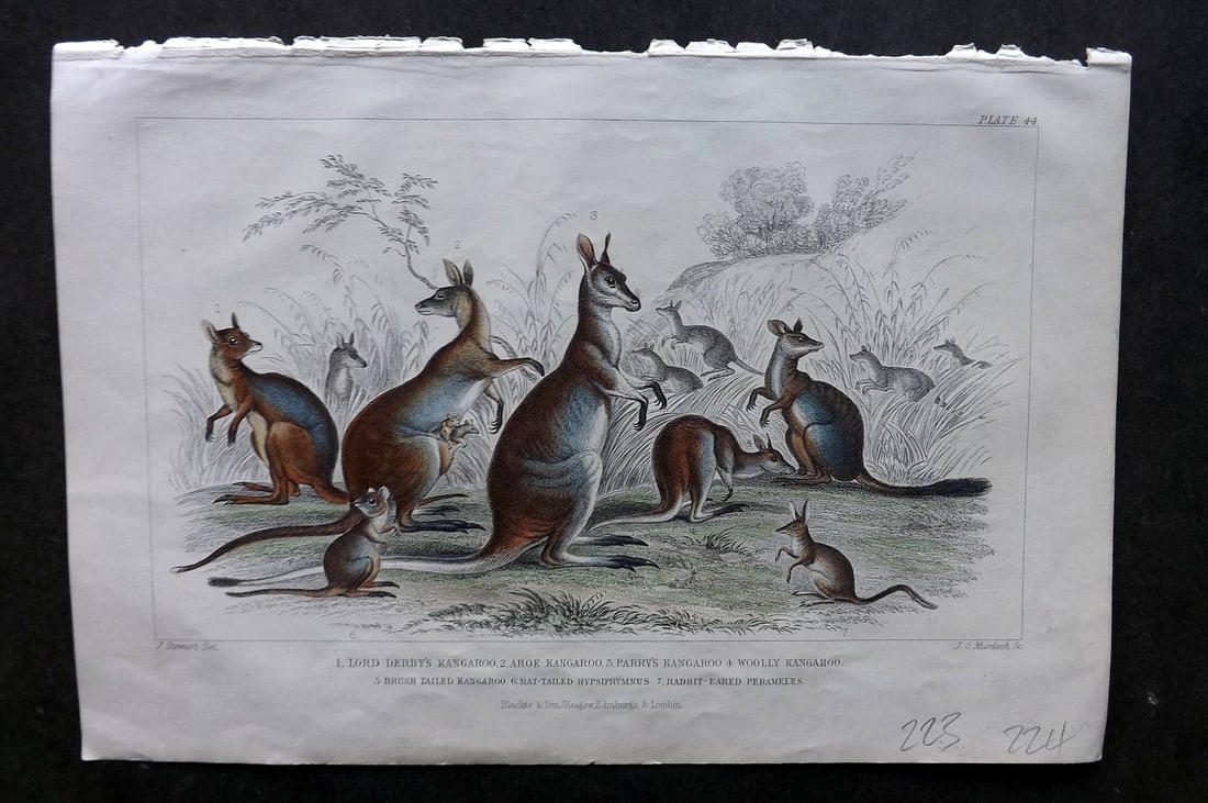 Goldsmith, Oliver 1856 HC Print. Lord Derby's, Aroe, Parry's, Wooly Kangaroo. Australia 49: Hand Colored Steel Engraving Published 1854-55 by Blackie & Son, London for "A History of the Earth and Animated Nature"by Oliver Goldsmith. Paper Size: 9.5 x 6 inch (24 x 16cm) Good Condition