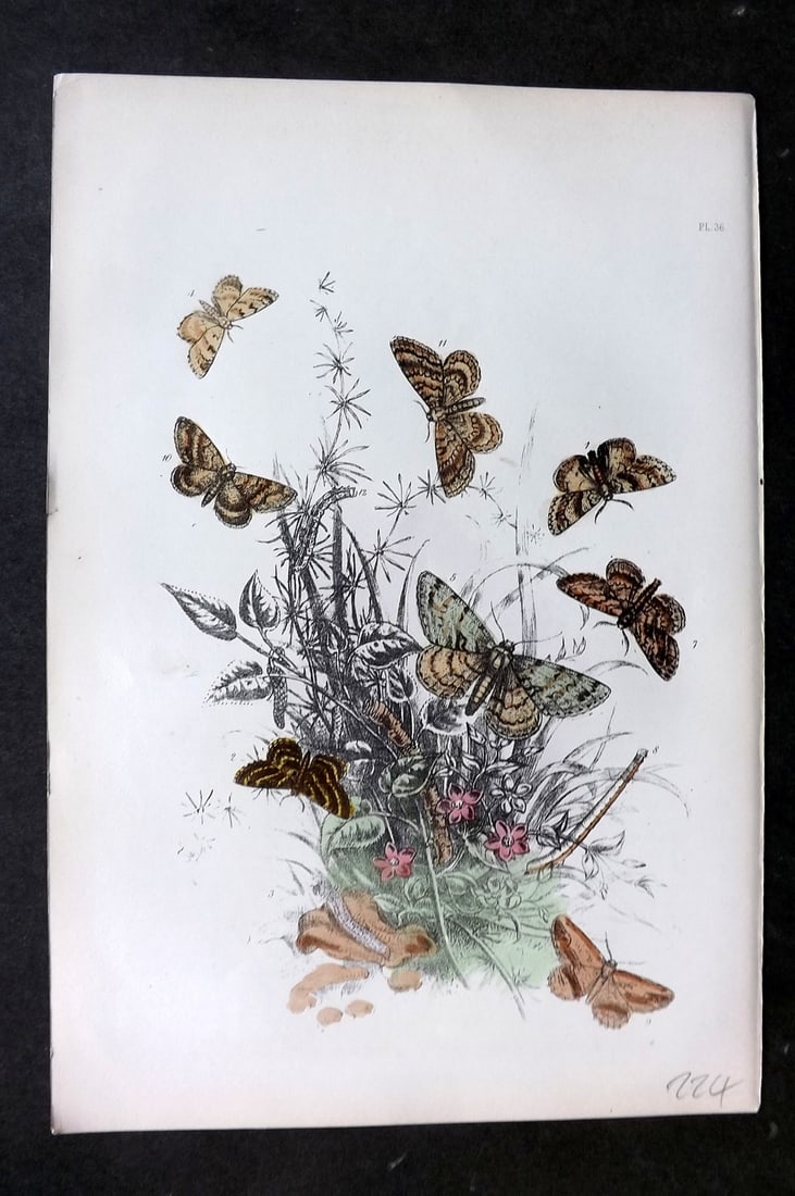 Humphreys, Noel 1860 Antique Hand Coloured Moth Print 36: Hand Colored Lithograph Published 1858-60, London for "The Genera of British Moths" by Noel H. Humphreys. Paper Size: 10 x 7 inch (25 x 18cm) Very minor background toning. Good Condition
