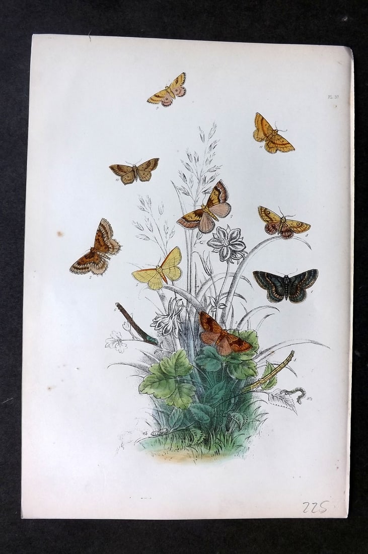 Humphreys, Noel 1860 Antique Hand Coloured Moth Print 37: Hand Colored Lithograph Published 1858-60, London for "The Genera of British Moths" by Noel H. Humphreys. Paper Size: 10 x 7 inch (25 x 18cm) Very minor background toning. Good Condition