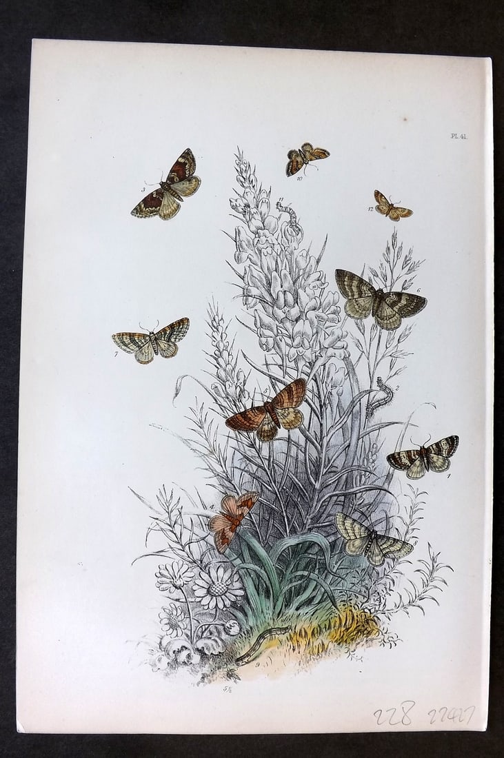 Humphreys, Noel 1860 Antique Hand Coloured Moth Print 41: Hand Colored Lithograph Published 1858-60, London for "The Genera of British Moths" by Noel H. Humphreys. Paper Size: 10 x 7 inch (25 x 18cm) Very minor background toning. Good Condition