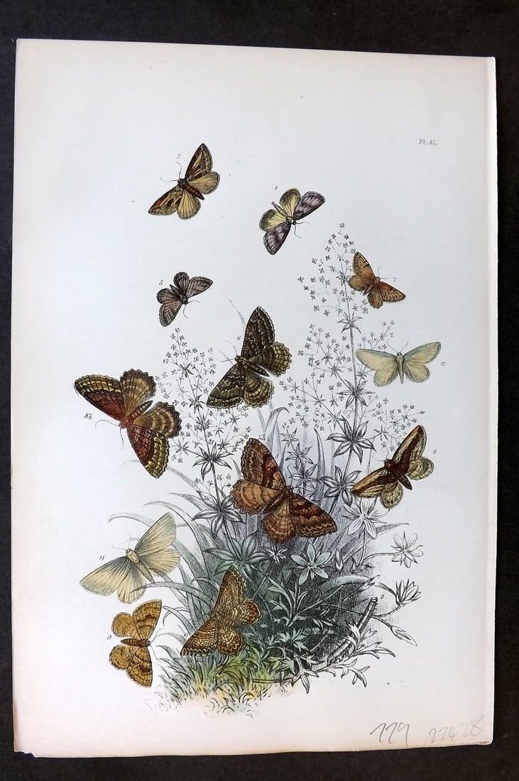Humphreys, Noel 1860 Antique Hand Coloured Moth Print 42: Hand Colored Lithograph Published 1858-60, London for "The Genera of British Moths" by Noel H. Humphreys. Paper Size: 10 x 7 inch (25 x 18cm) Very minor background toning. Good Condition