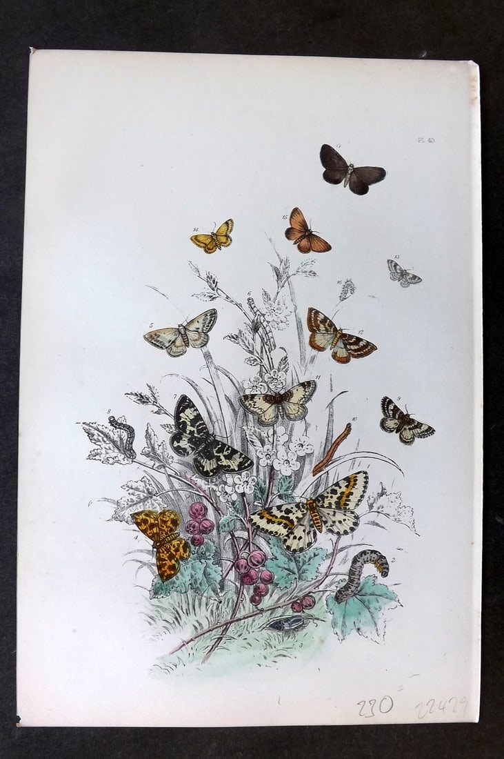 Humphreys, Noel 1860 Antique Hand Coloured Moth Print 43: Hand Colored Lithograph Published 1858-60, London for "The Genera of British Moths" by Noel H. Humphreys. Paper Size: 10 x 7 inch (25 x 18cm) Very minor background toning. Good Condition