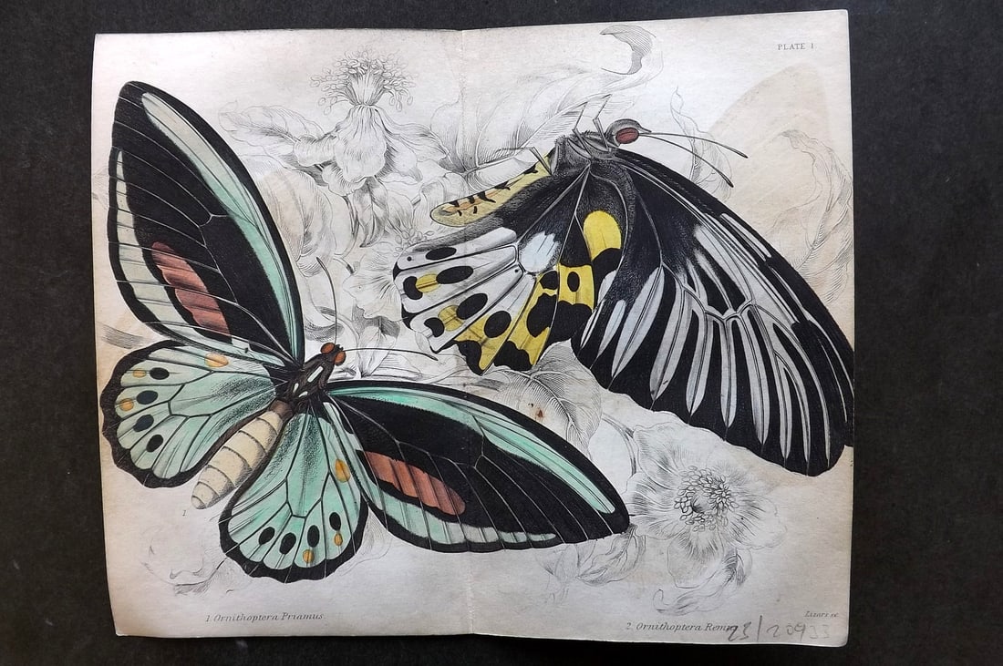 Jardine, William 1837 Hand Col Double Butterfly Print. Ornithoptera 01: Hand Colored Steel Engraving/Etching Published 1833-43 by W.H.Lizars, Edinburgh for "The Naturalist's Library"by Sir William Jardine. Paper Size: 7.5 x 6 inch (19 x 15cm) Very minor offsetting. Good C