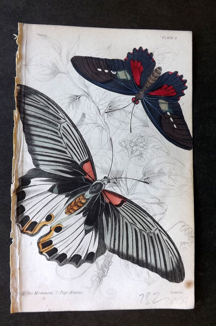 Jardine, William 1837 Hand Col Butterfly Print. Papilio Memnon, Aeneas 02: Hand Colored Steel Engraving/Etching Published 1833-43 by W.H.Lizars, Edinburgh for "The Naturalist's Library"by Sir William Jardine. Paper Size: 6.5 x 4.25 inch (17 x 11cm) Tiny margin tone spot. Goo