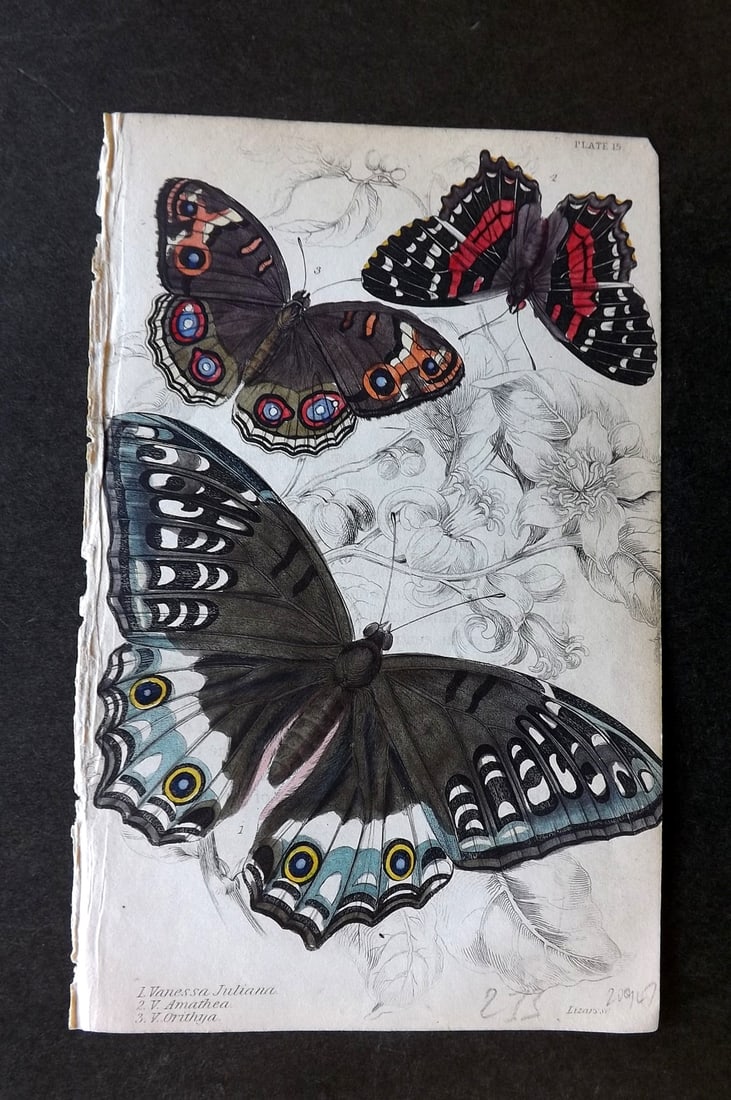 Jardine, William 1837 Hand Col Butterfly Print. Vanessa 15: Hand Colored Steel Engraving/Etching Published 1833-43 by W.H.Lizars, Edinburgh for "The Naturalist's Library"by Sir William Jardine. Paper Size: 6.5 x 4.25 inch (17 x 11cm) Good Condition
