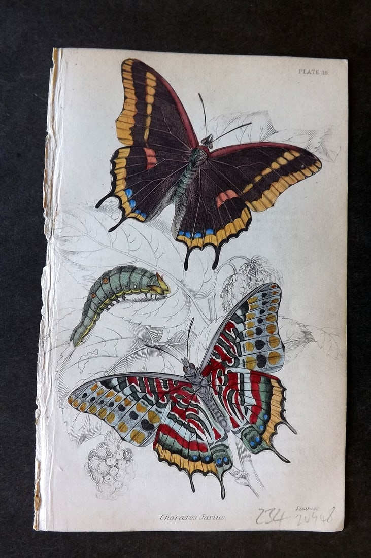 Jardine, William 1837 Hand Col Butterfly Print. Charexes Jasius 16: Hand Colored Steel Engraving/Etching Published 1833-43 by W.H.Lizars, Edinburgh for "The Naturalist's Library"by Sir William Jardine. Paper Size: 6.5 x 4.25 inch (17 x 11cm) Good Condition
